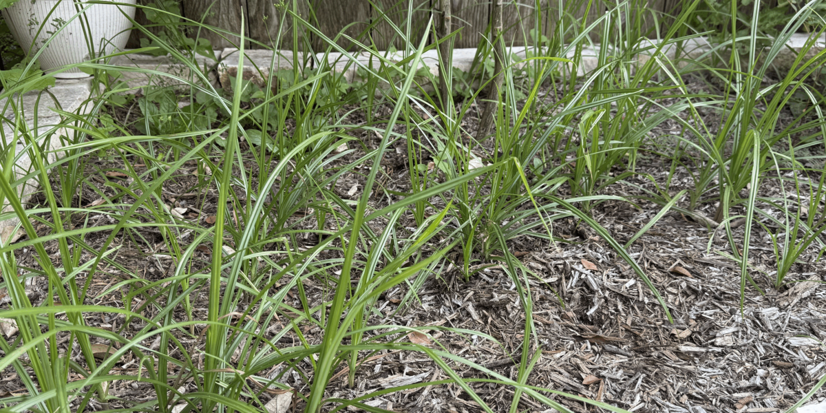 Nutsedge in Mulch Bed
