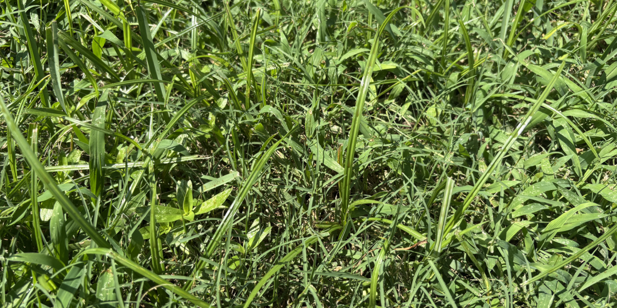 nutsedge 2