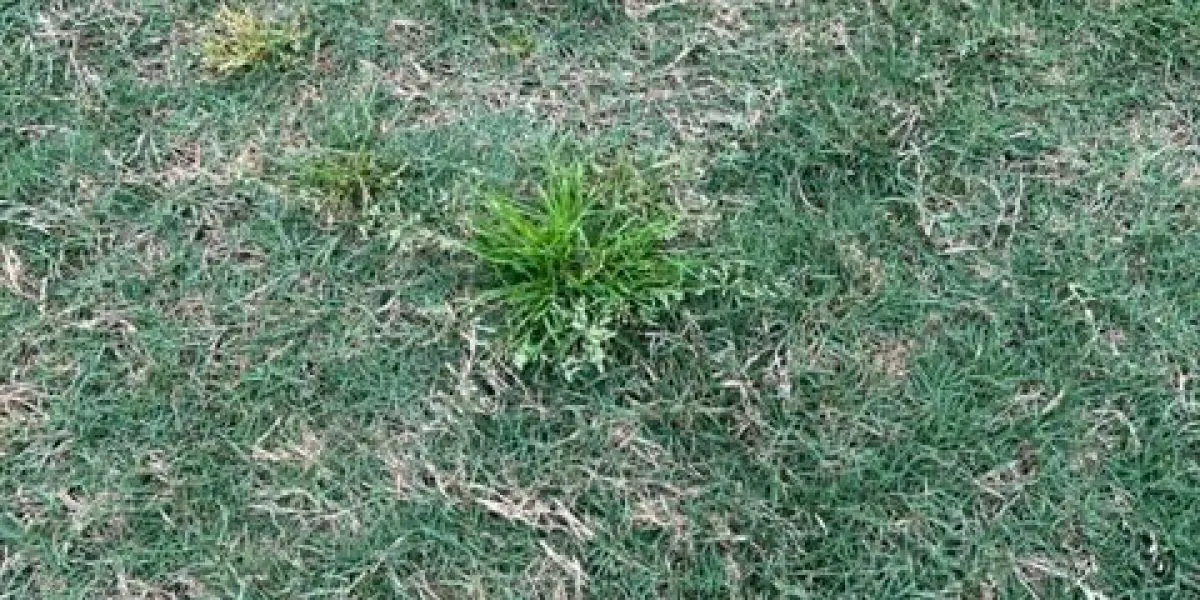 Green poa annua weed in a houston lawn
