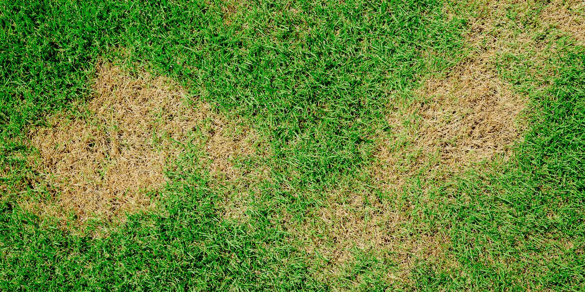 Sod webworm damage sod webworms