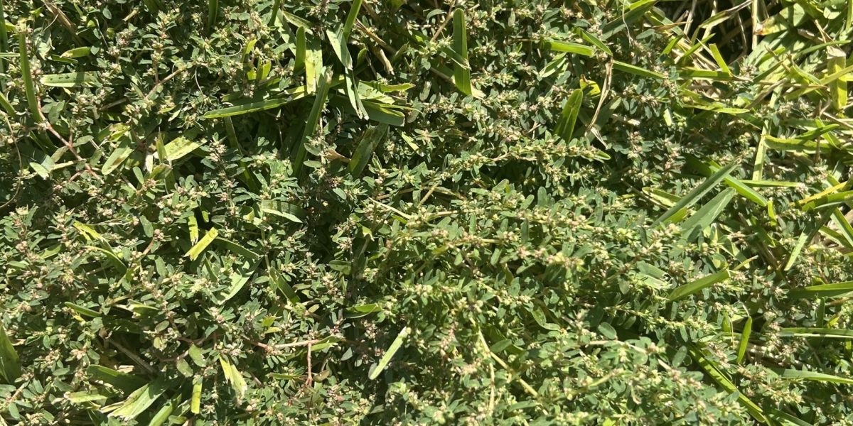 Spurge in lawn Katy TX